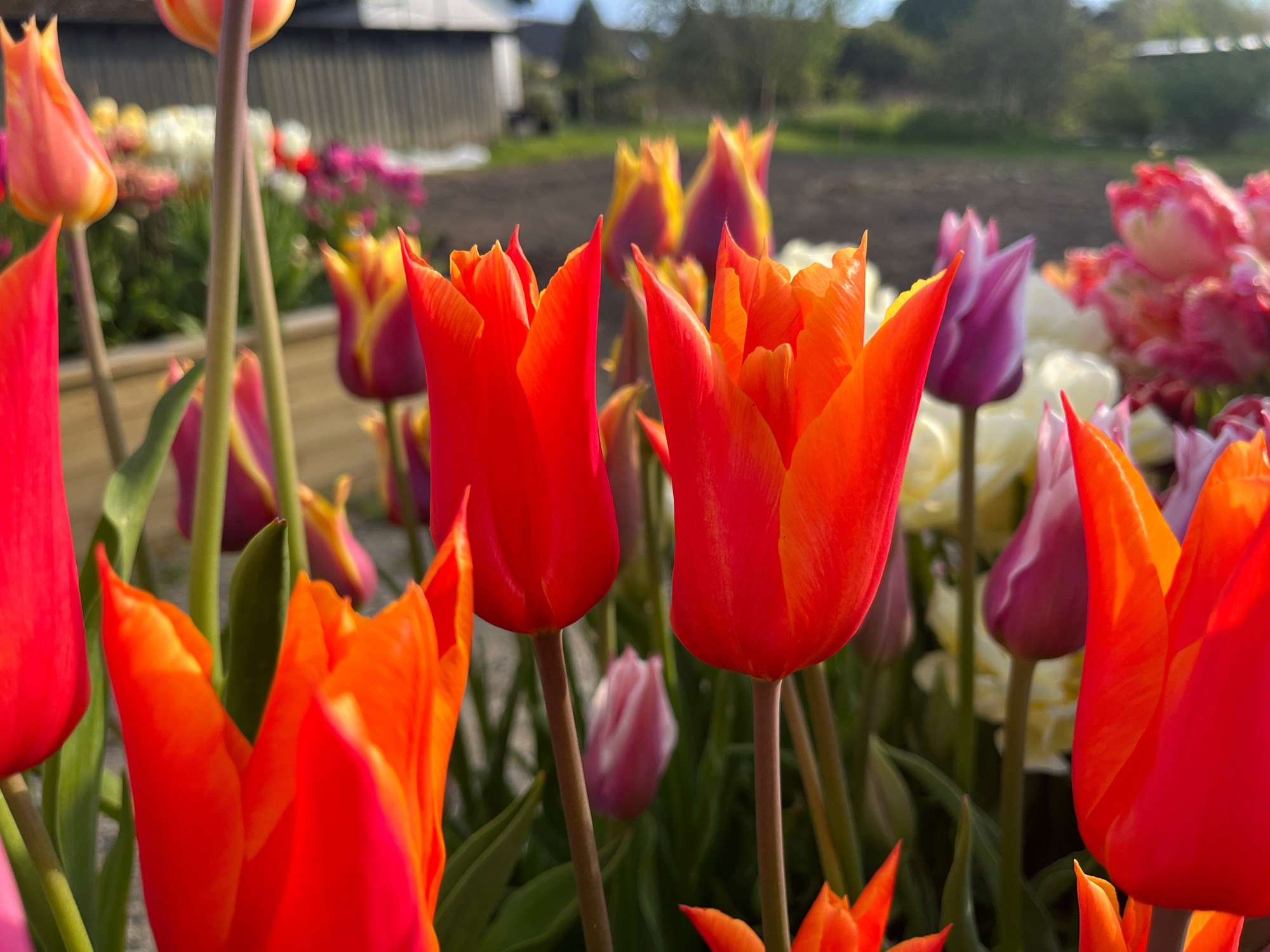 Tulpe 'Ballerina'